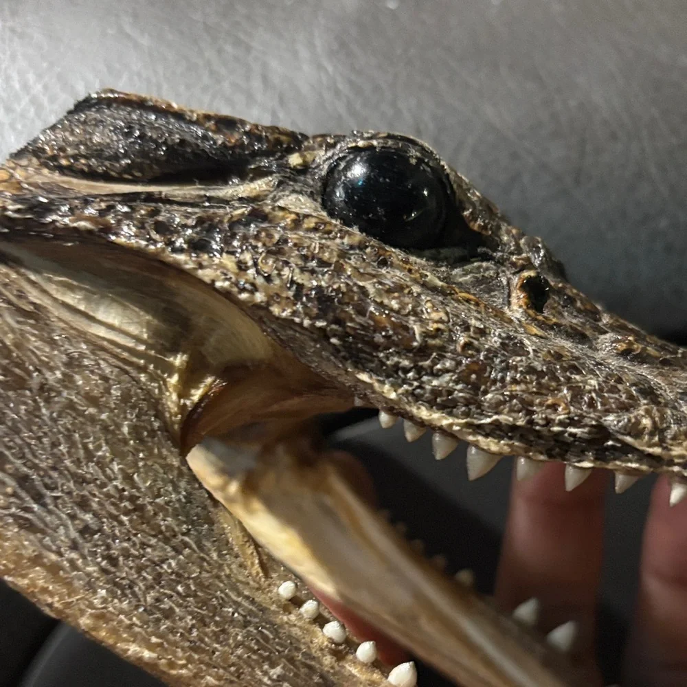 Real Reptile Skull